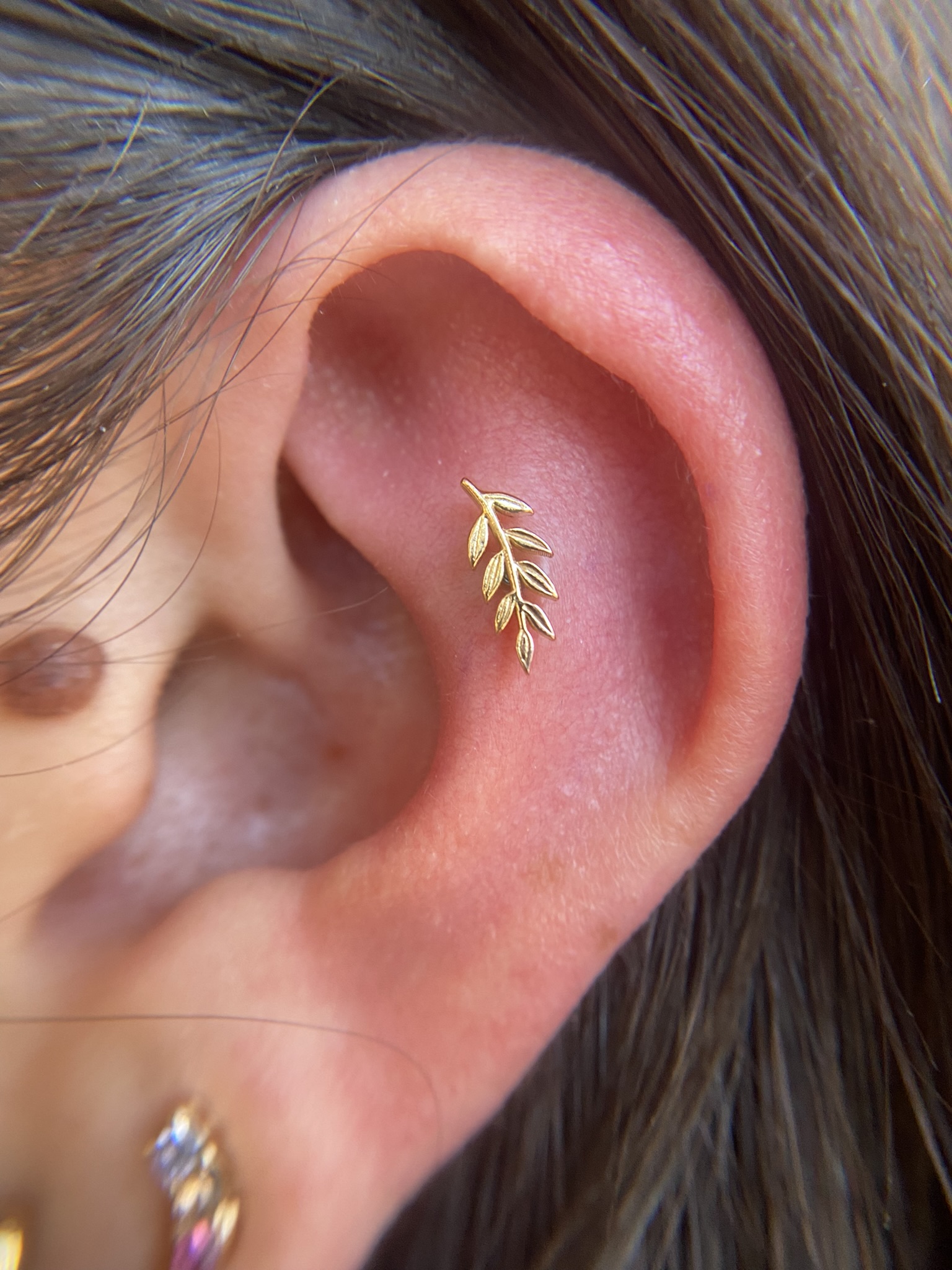 Gold leaf conch piercing by Fiona Luddy who works at Resilience Body Arts in Maynard, MA