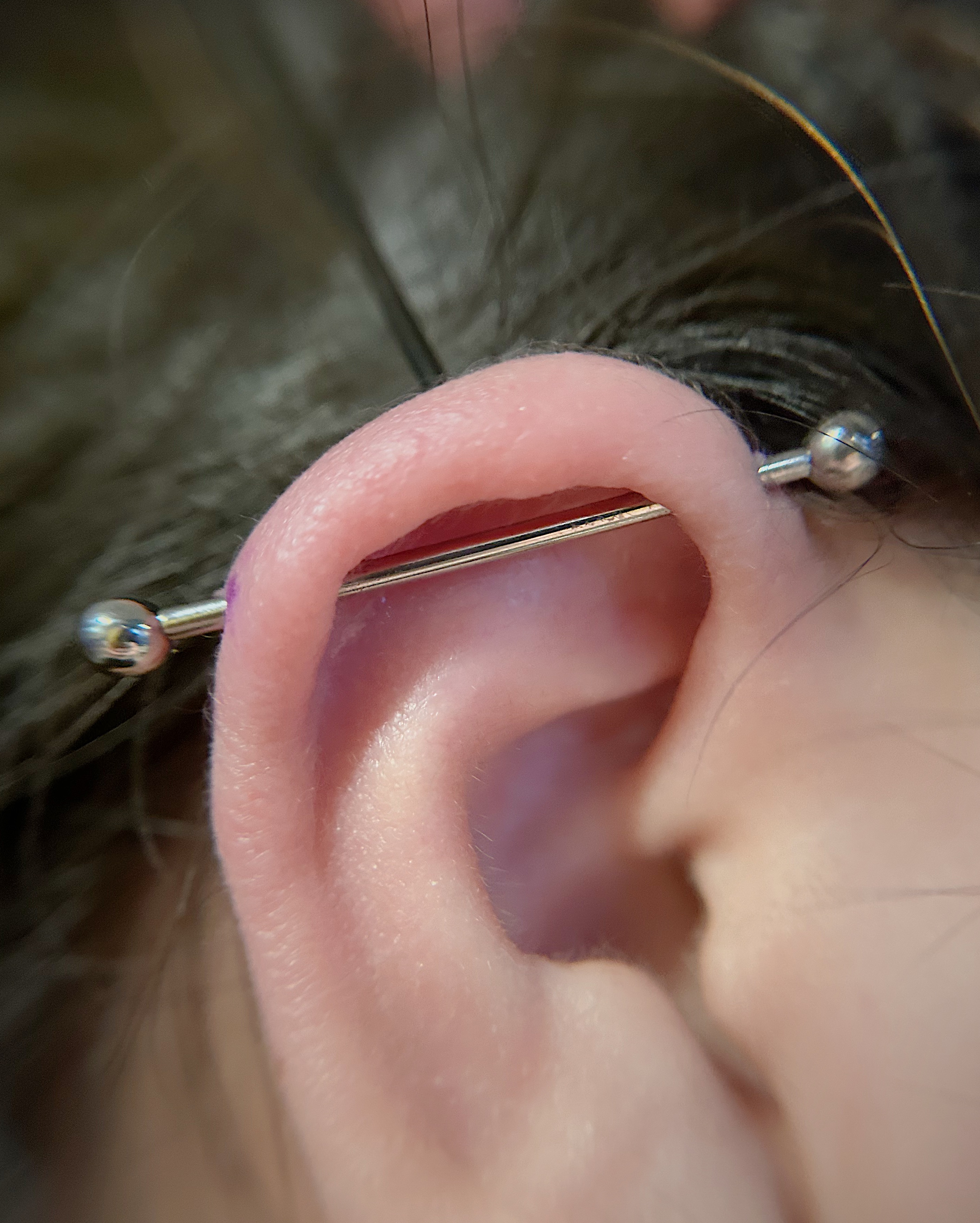Industrial barbell piercing by Fiona Luddy who works at Resilience Body Arts in Maynard, MA